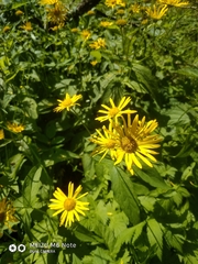 Doronicum austriacum