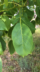Juglans regia