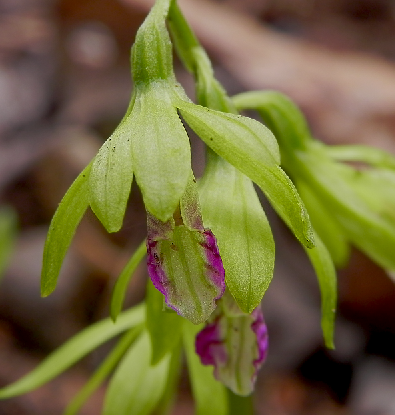 Nervilia concolor (Blume) Schltr.