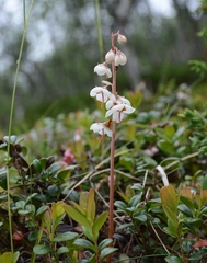 Pyrola rotundifolia norvegica