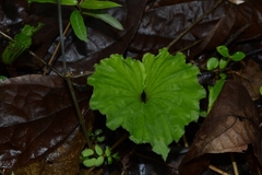 Nervilia concolor