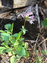 Valeriana arizonica