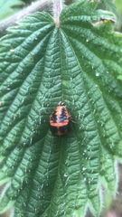 Harmonia axyridis