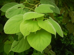 Premna hildebrandtii