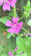 Malva sylvestris