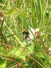 Bombus vestalis