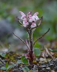 Pedicularis hirsuta