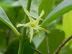Cryptolepis buchananii