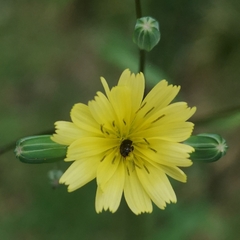 Ixeris chinensis