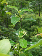 Cryptolepis buchananii