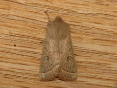 Orthosia gracilis