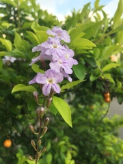 Duranta