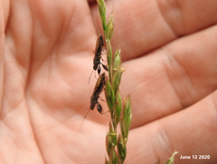 Pachygrontha antennata