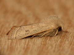 Orthosia gracilis