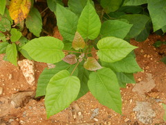 Carpodiptera africana