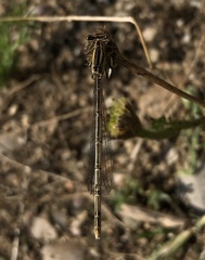 Platycnemis