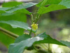Corchorus capsularis