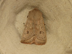 Orthosia gracilis