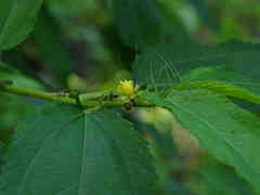 Corchorus capsularis