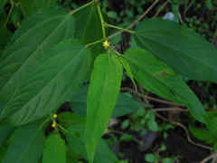 Corchorus capsularis