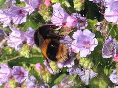 Bombus terrestris