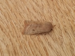 Orthosia gracilis
