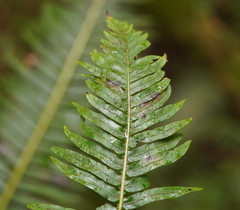 Blechnum nudum