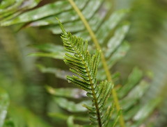 Blechnum nudum