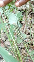 Aegocera rectilinea