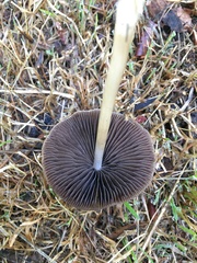 Psathyrella spadiceogrisea