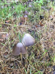 Psathyrella spadiceogrisea