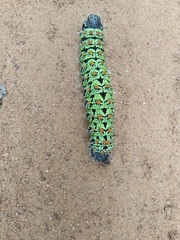 Lepidoptera
