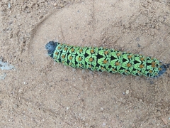 Lepidoptera