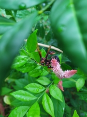 Delta pyriforme circinale