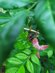 Delta pyriforme circinale