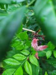 Delta pyriforme circinale