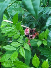 Delta pyriforme circinale