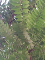 Ailanthus altissima