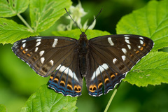 Limenitis populi