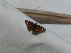 Aglais io