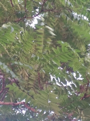 Ailanthus altissima