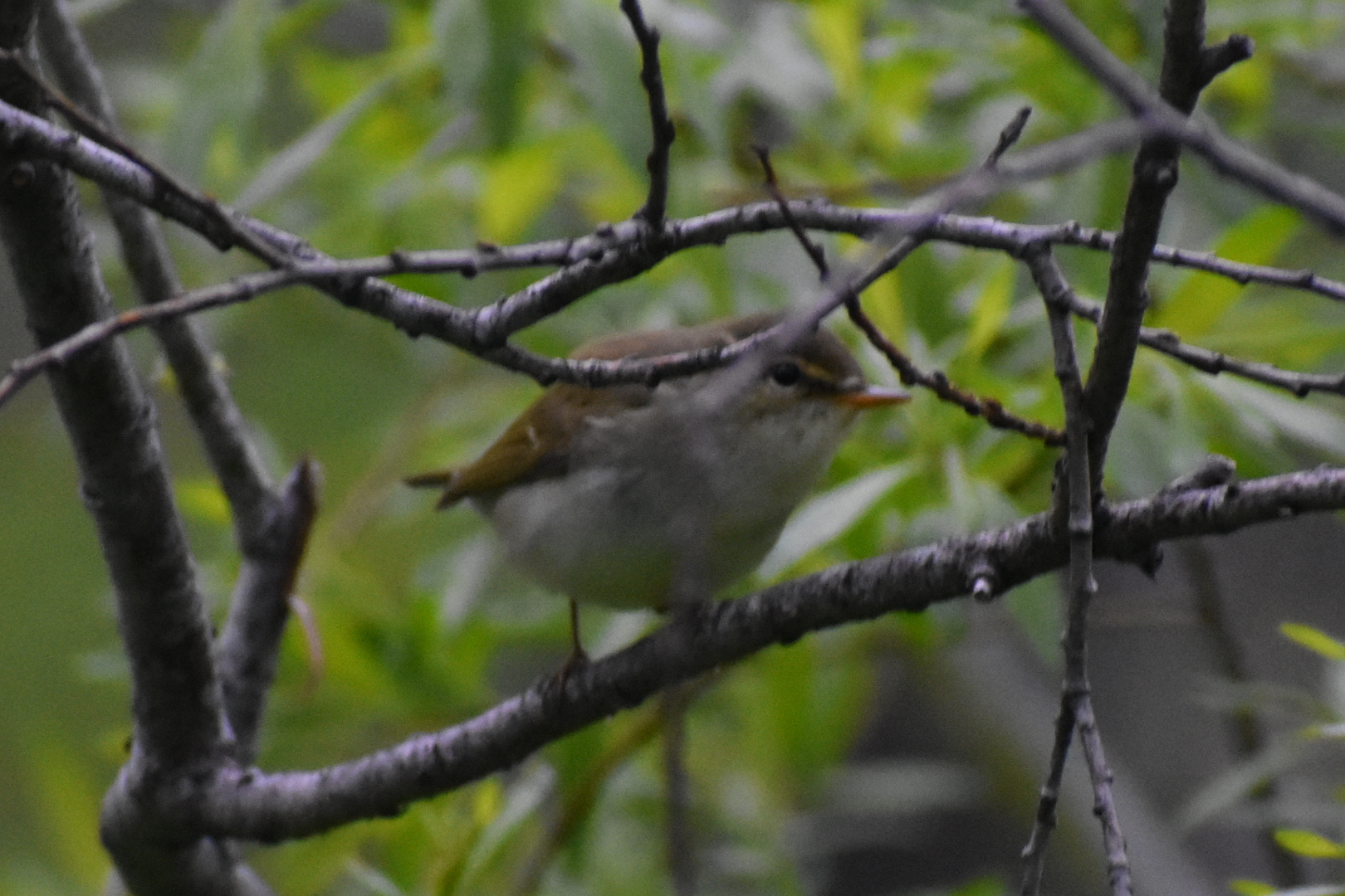 Kamchatka Leaf Warbler (Phylloscopus examinandus)