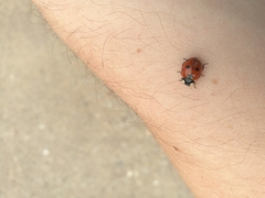 Coccinella septempunctata