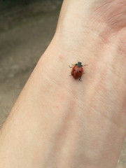 Coccinella septempunctata
