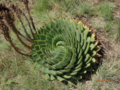 Aloe polyphylla