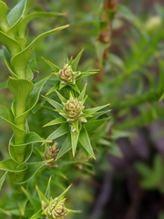 Sprengelia incarnata