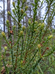 Sprengelia incarnata