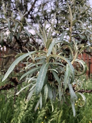 Hippophae