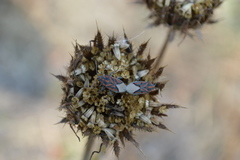 Spilostethus lemniscatus