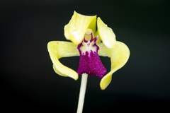 Dendrobium oppositifolium